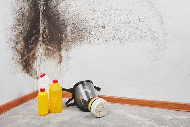 Best Mold Testing and Removal  in Wyoming, DE