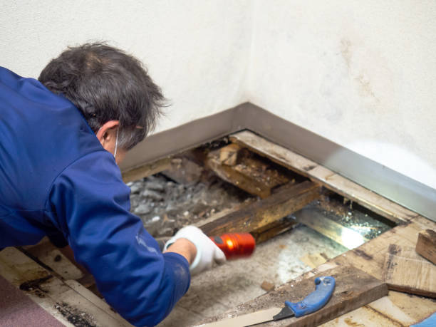 Best Mold Testing  in Wyoming, DE