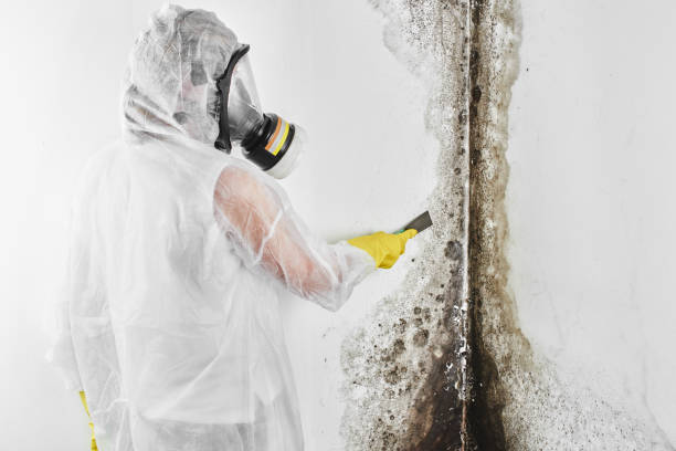 Best Mold Remediation Experts  in Wyoming, DE