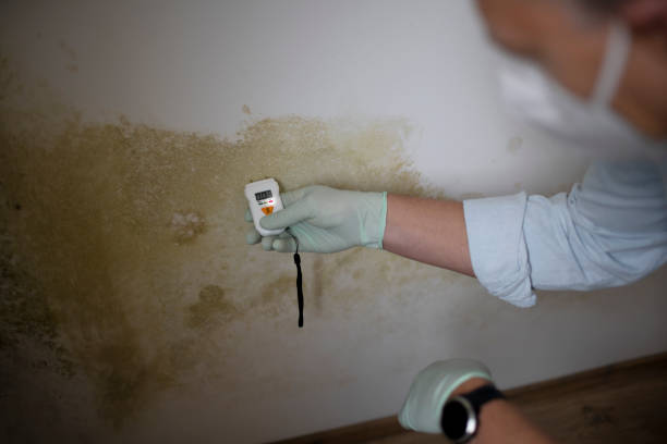 Best Mold Cleaning Services  in Wyoming, DE