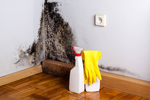 Best Home Mold Removal  in Wyoming, DE