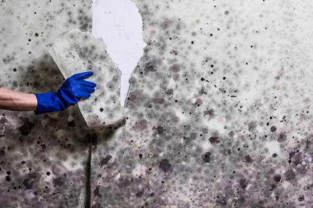 Best Mold Remediation  in Wyoming, DE