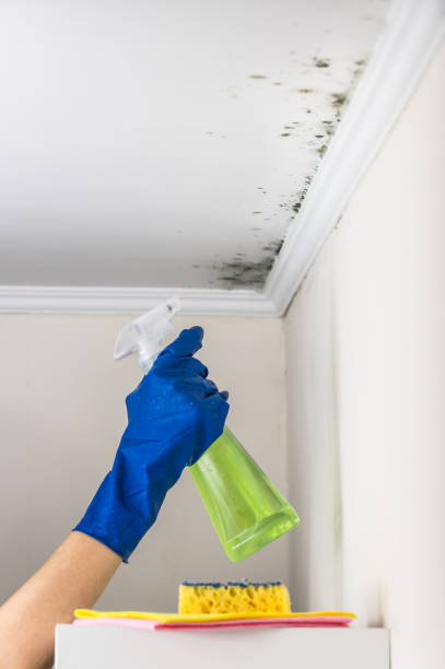 Best Crawl Space Mold Removal  in Wyoming, DE