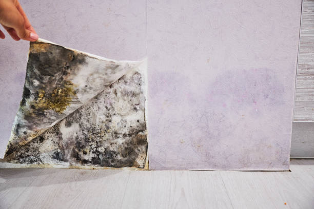 Best Local Mold Removal Service  in Wyoming, DE